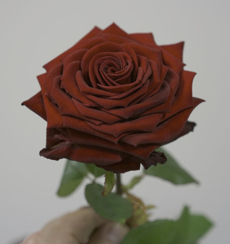 Langstilket Futura rose